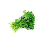 Coriander